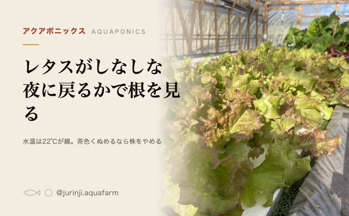 水耕のレタス