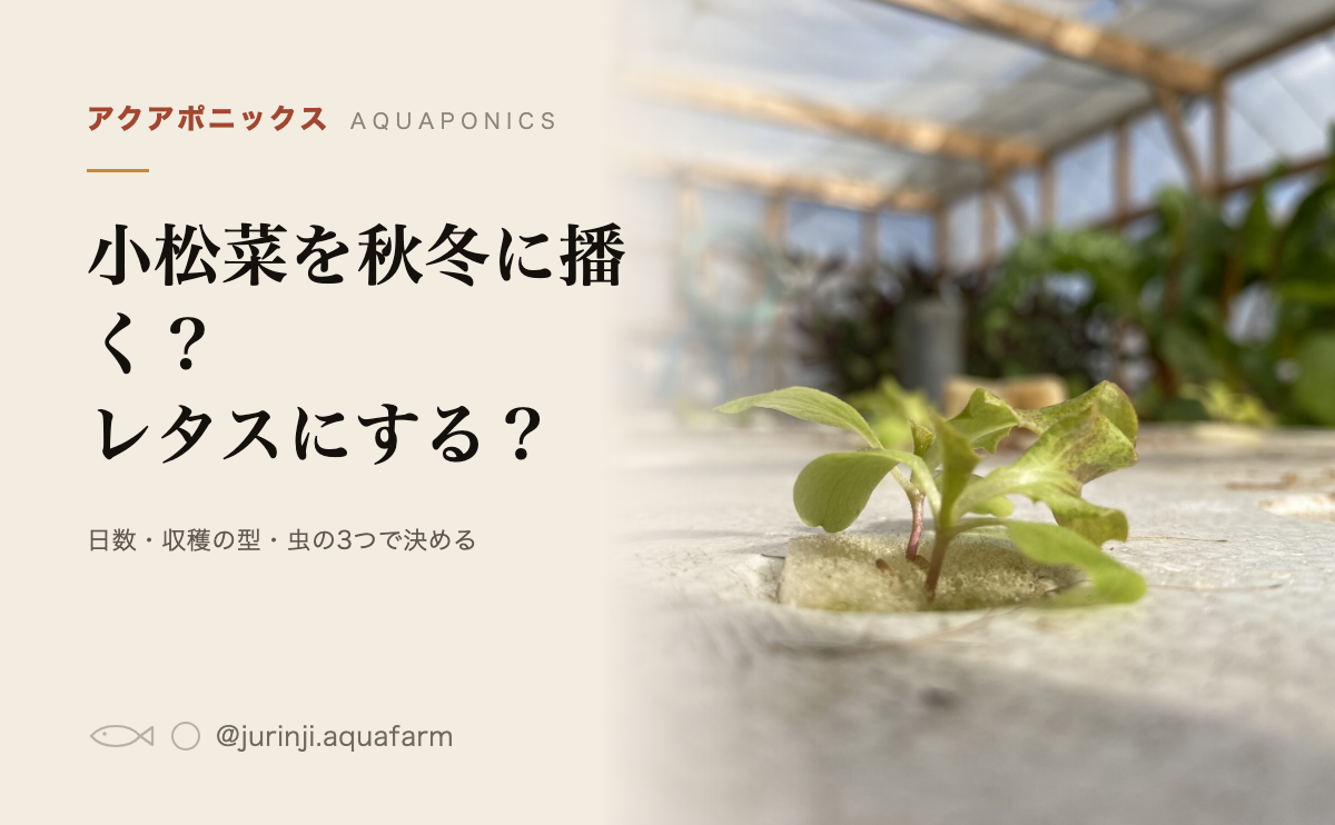 白い栽培パネルに小さな苗が並んでいる