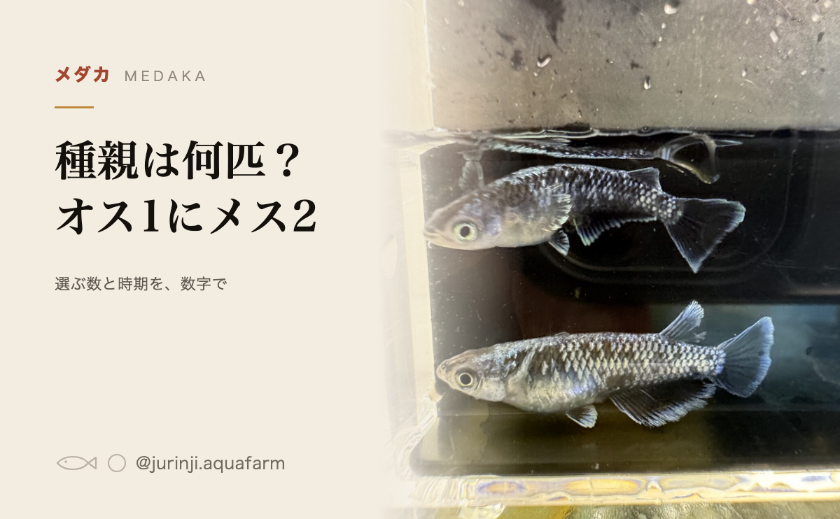 横から見たメダカ