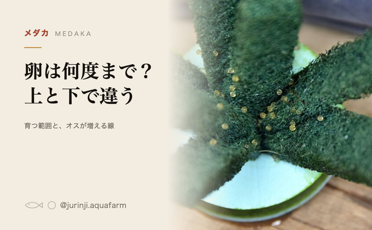 メダカの産卵床に付いた卵