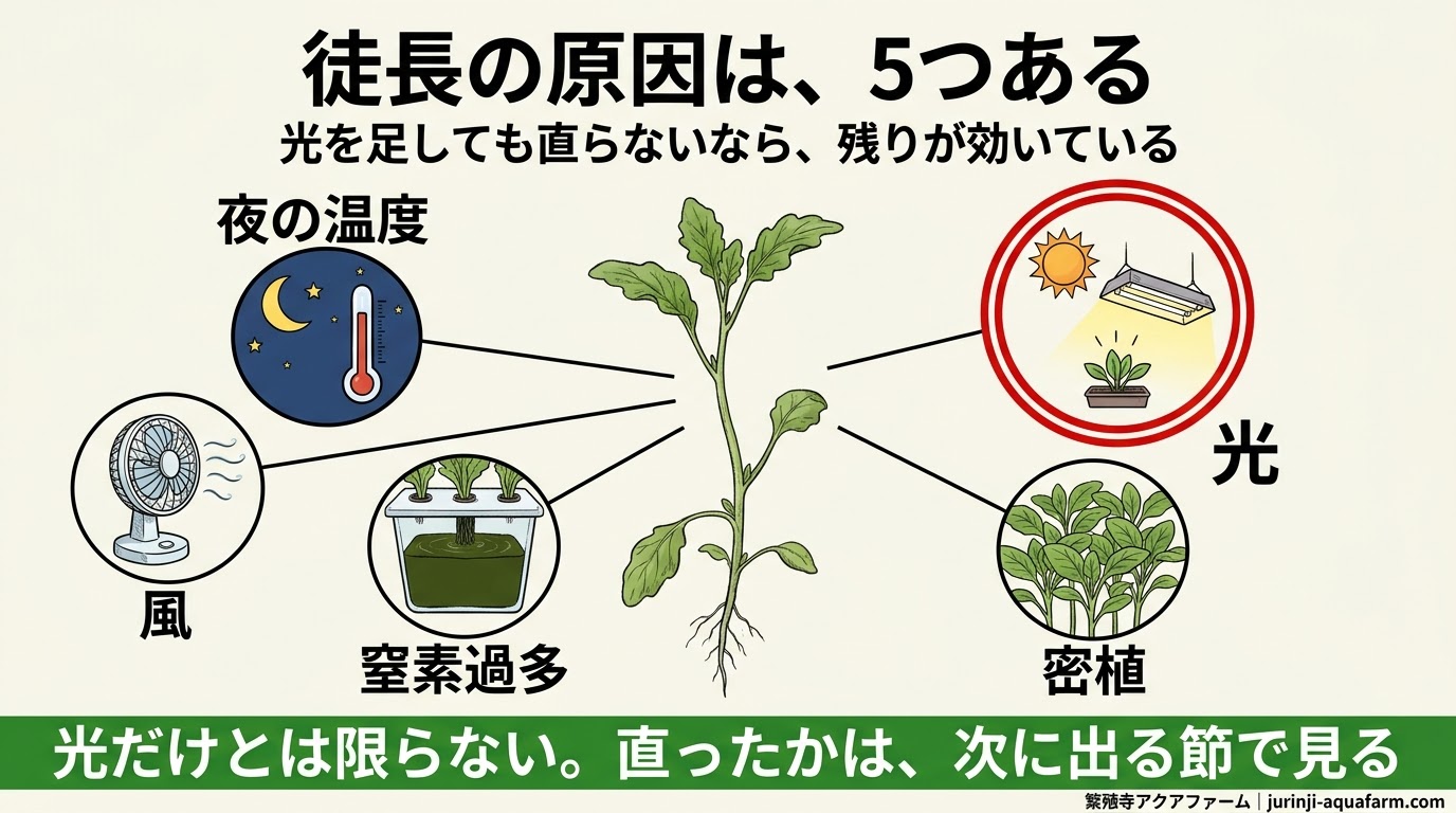 徒長の原因を、光、夜の温度、風、窒素過多、密植の5つに分けて示した精密図解。光を足しても直らないなら残りが効いている