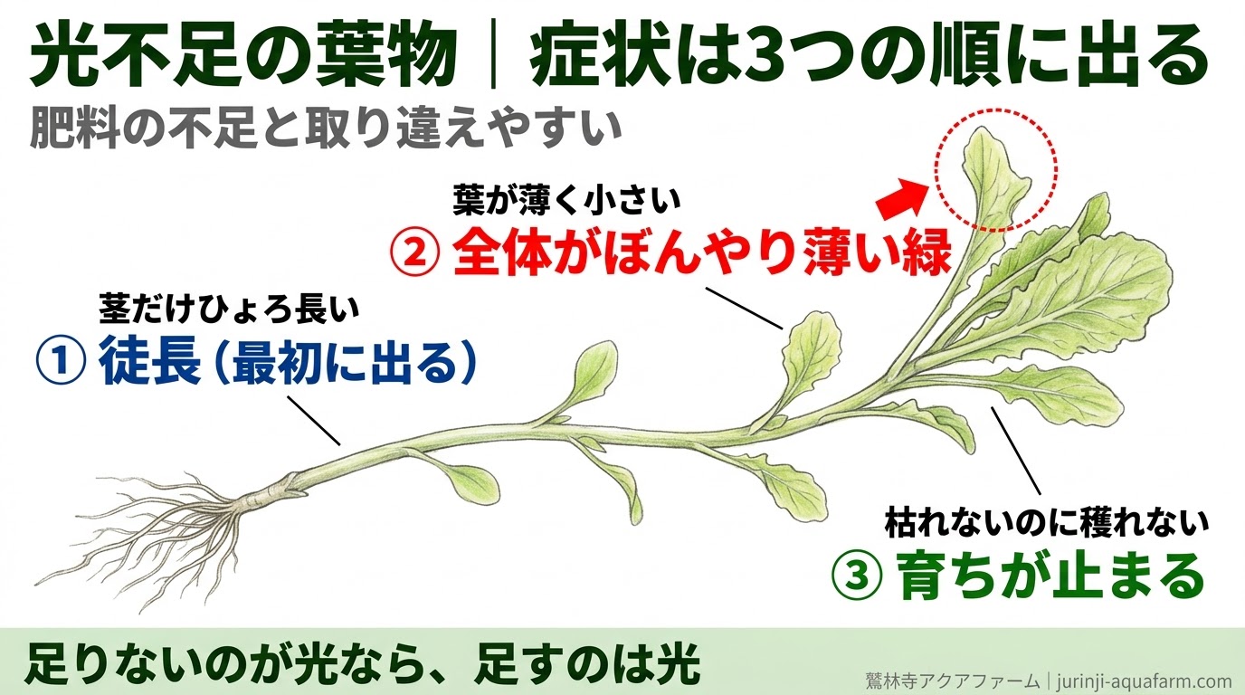 光が足りない葉物を横から描き、茎がひょろ長く伸びる徒長、葉が薄く小さくなる、枯れないのに育ちが止まるという3つの症状が出る順番を示した精密図解