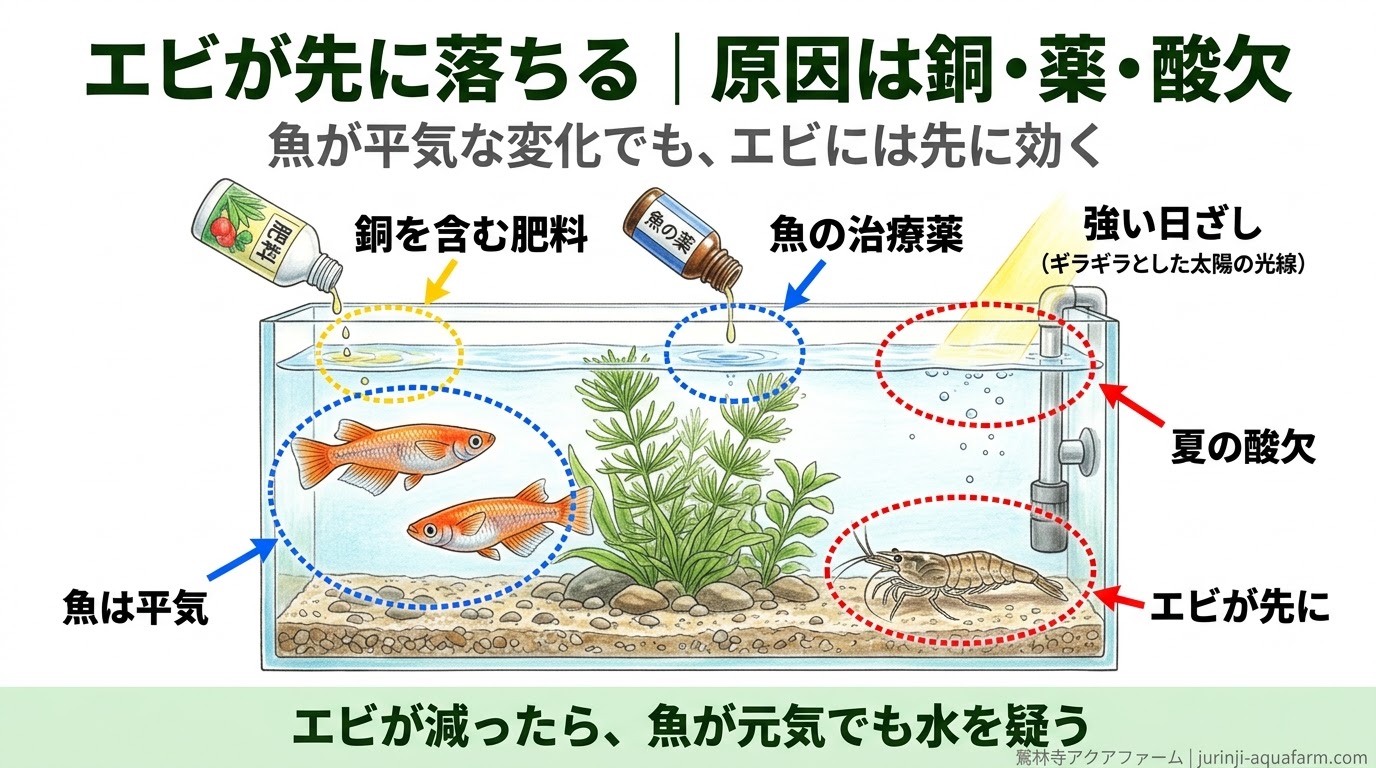 同じ水の中で魚は元気なままエビだけが弱る様子を断面で描き、銅を含む肥料・魚の治療薬・夏の酸欠の3つが入り口になることを示した精密図解