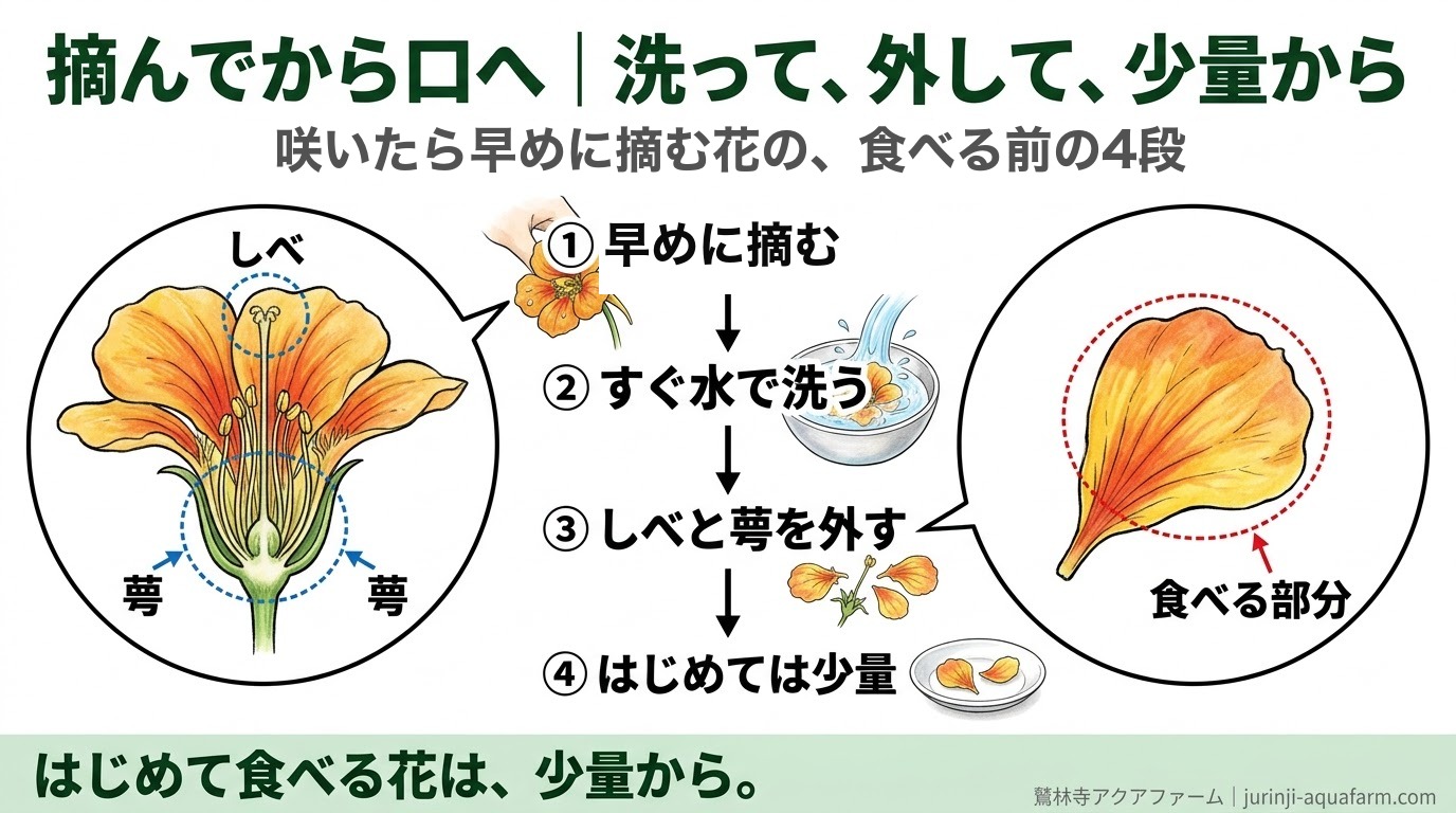 摘んでから食べるまでの4段。咲いたら早めに摘み、すぐ洗い、しべと萼を外し、はじめては少量から食べる