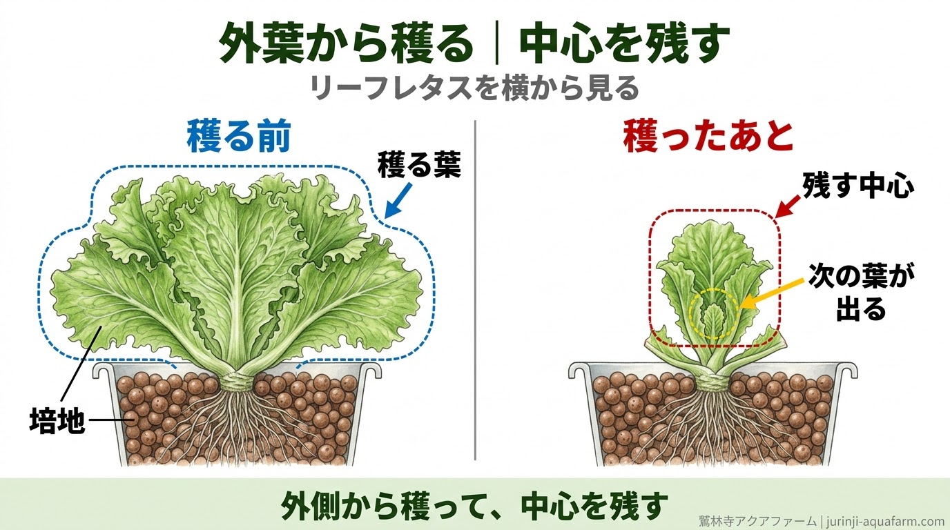 リーフレタスを横から見て、外側の葉を穫ると中心が残り次の葉が出ることを穫る前と穫ったあとで比べた精密図解