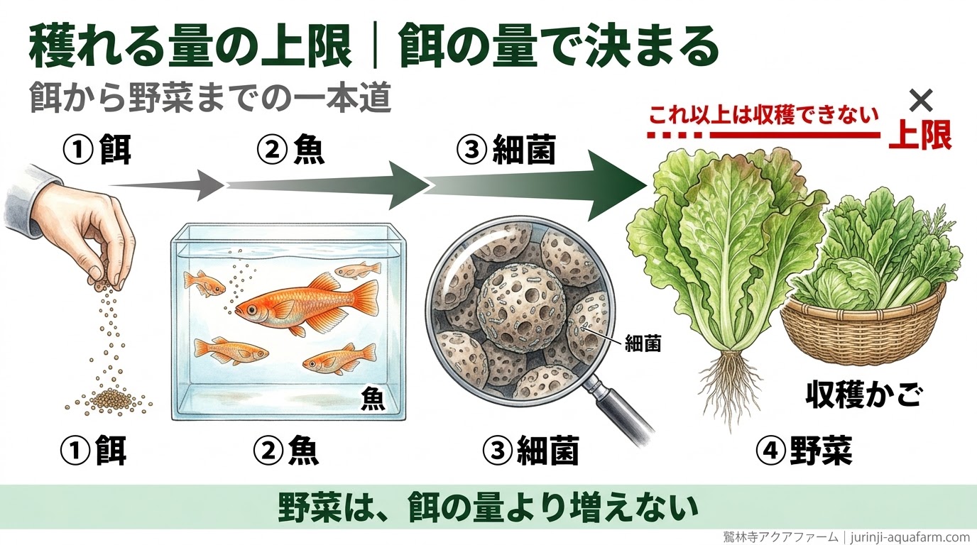 餌から魚、細菌、野菜までの流れで、収穫できる量の上限は餌の量で決まることを示した精密図解