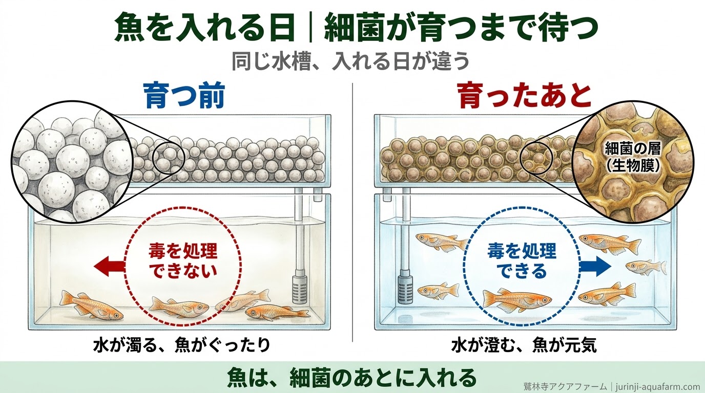細菌が育つ前と育ったあとで、ろ材と水と魚の様子がどう違うかを比べた精密図解。育つ前は毒を処理できず水が濁る