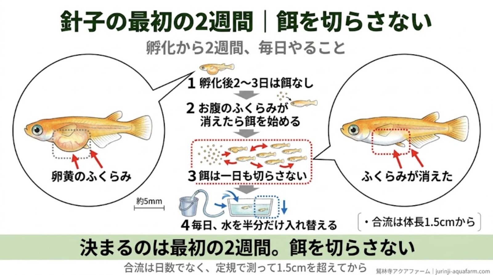 メダカの針子の最初の2週間の育て方の精密図解