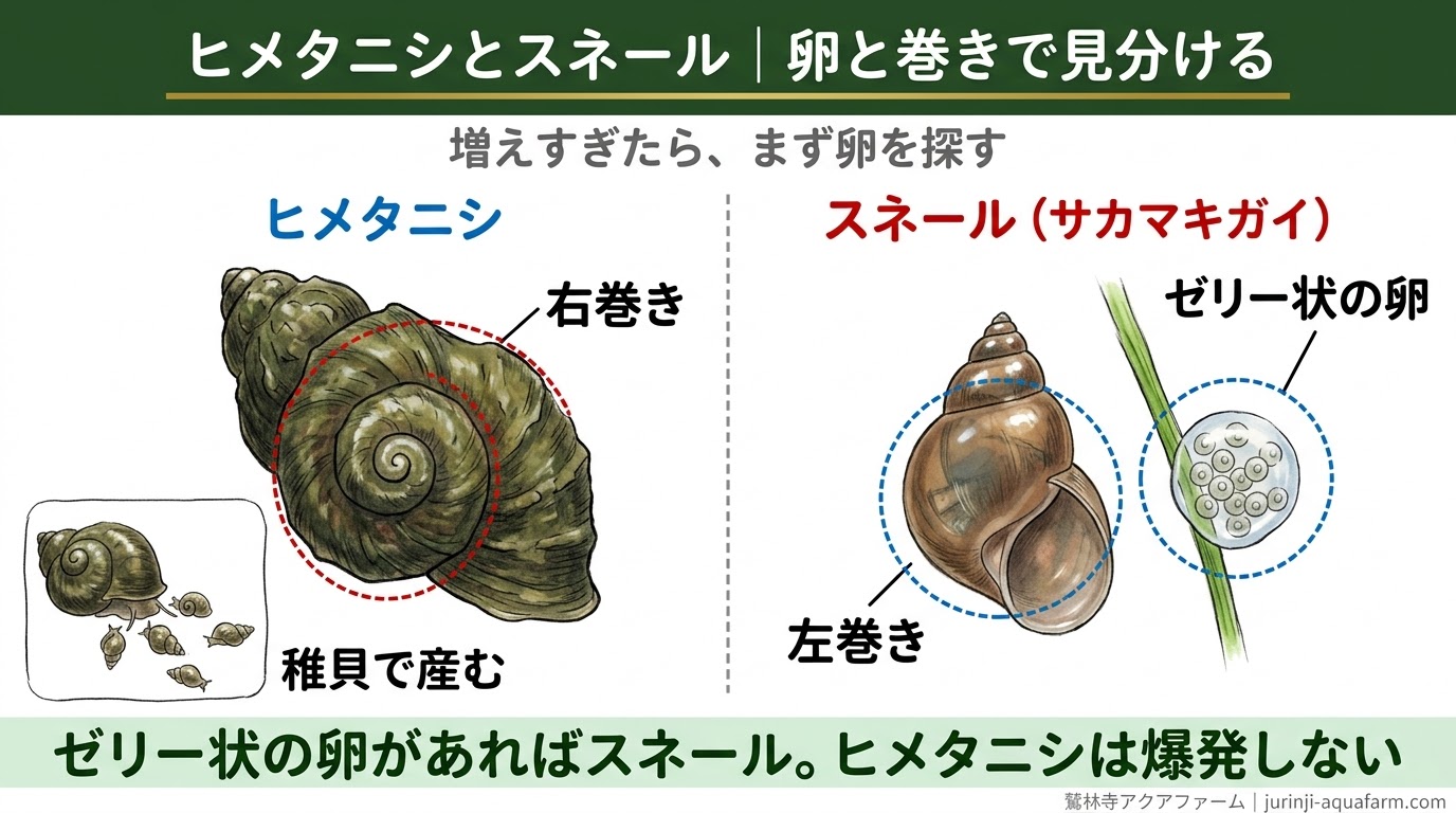 右巻きで稚貝を産むヒメタニシと、左巻きでゼリー状の卵を産むスネール（サカマキガイ）を見分ける精密図解