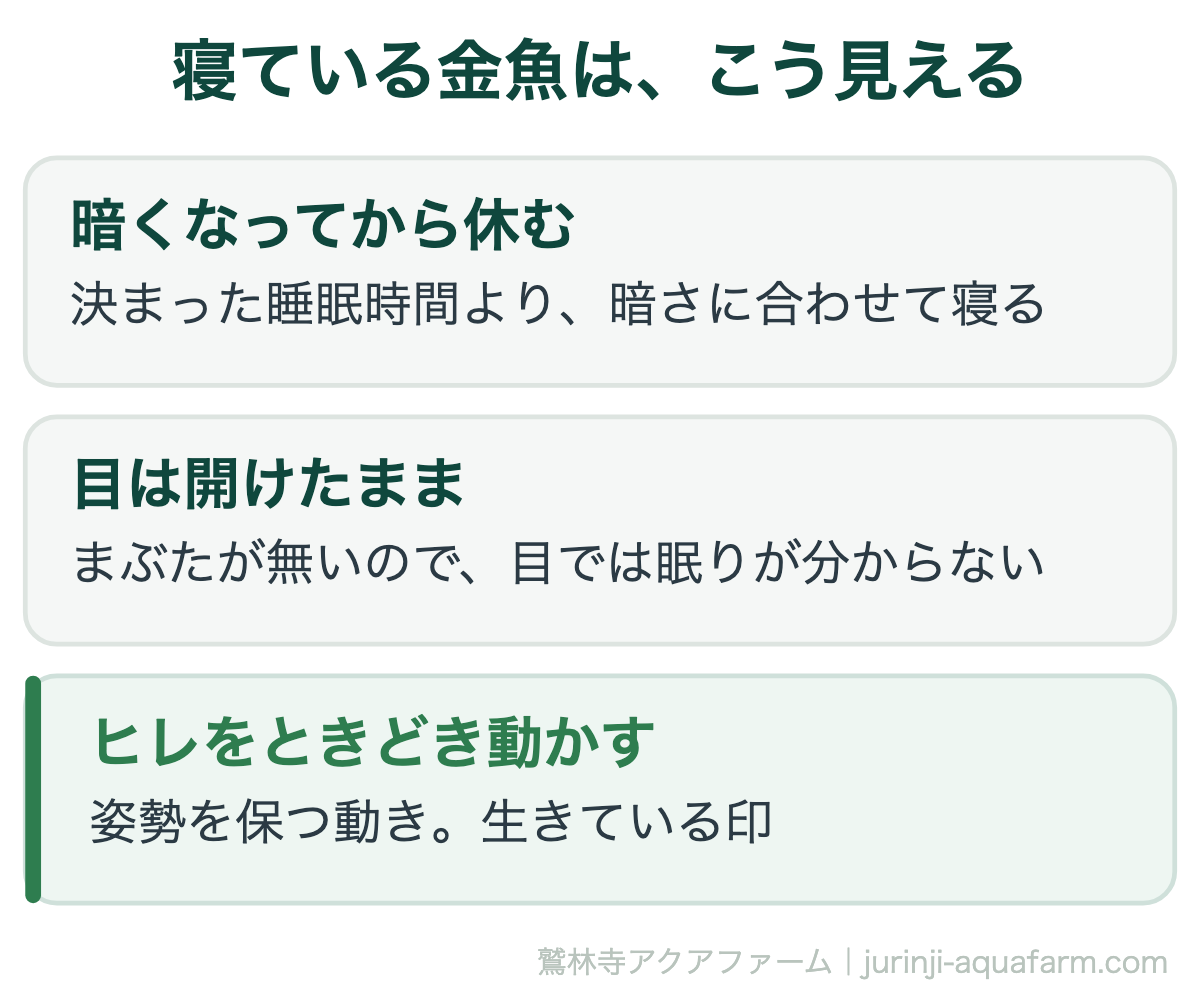 金魚はどうやって寝るのか。寝ている金魚は暗くなってから休み、まぶたが無いので目は開けたまま、ヒレをときどき動かして姿勢を保つ。このヒレの動きは生きている印