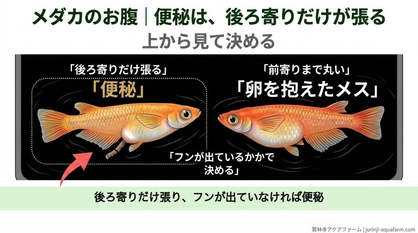 メダカを上から見て、後ろ寄りだけが張る便秘と、前寄りまで丸い卵を抱えたメスを見分ける精密図解