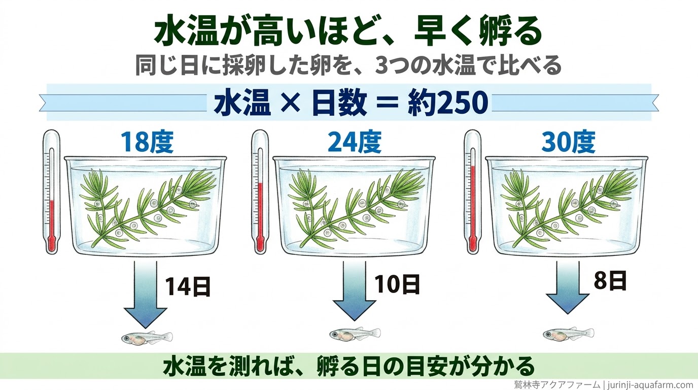 同じ日に採卵した卵を18度・24度・30度で比べると、14日・10日・8日で孵り、水温×日数がおよそ250になることを示した精密図解
