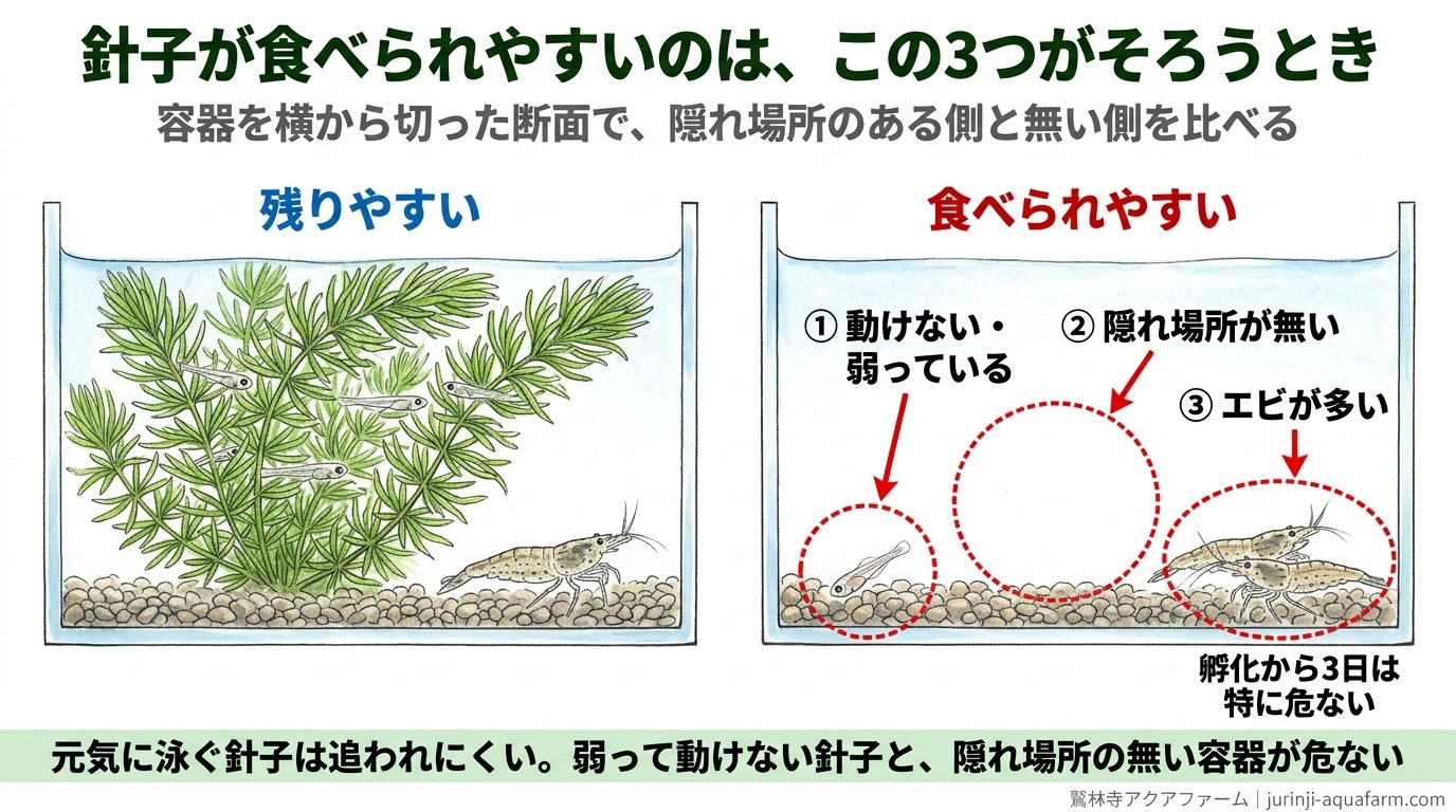 ヤマトヌマエビがメダカの針子を食べやすい条件を、水草のある容器と、隠れ場所が無く弱った針子とエビが多い容器の断面で比べた精密図解