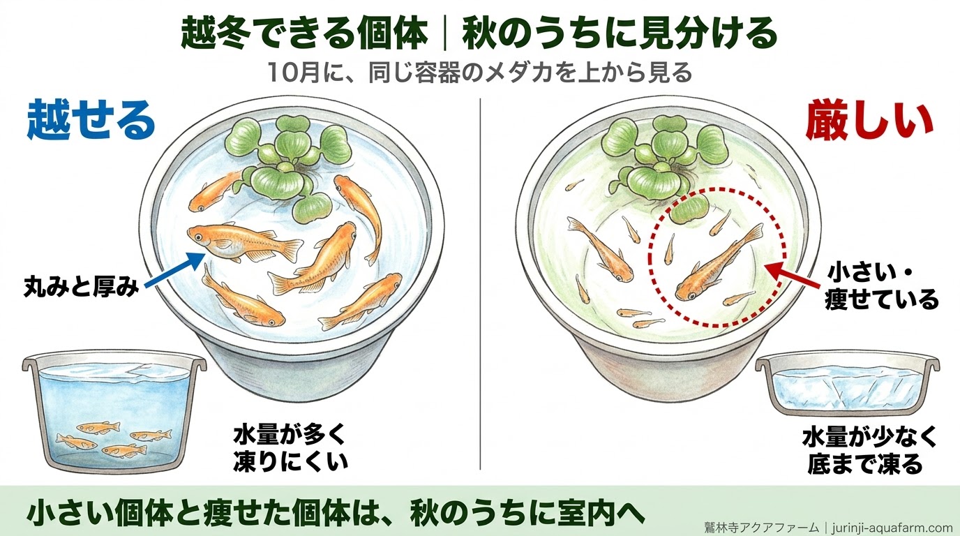 10月に同じ容器のメダカを上から見て、丸みと厚みのある越冬できる個体と、小さく痩せた厳しい個体を比べた精密図解