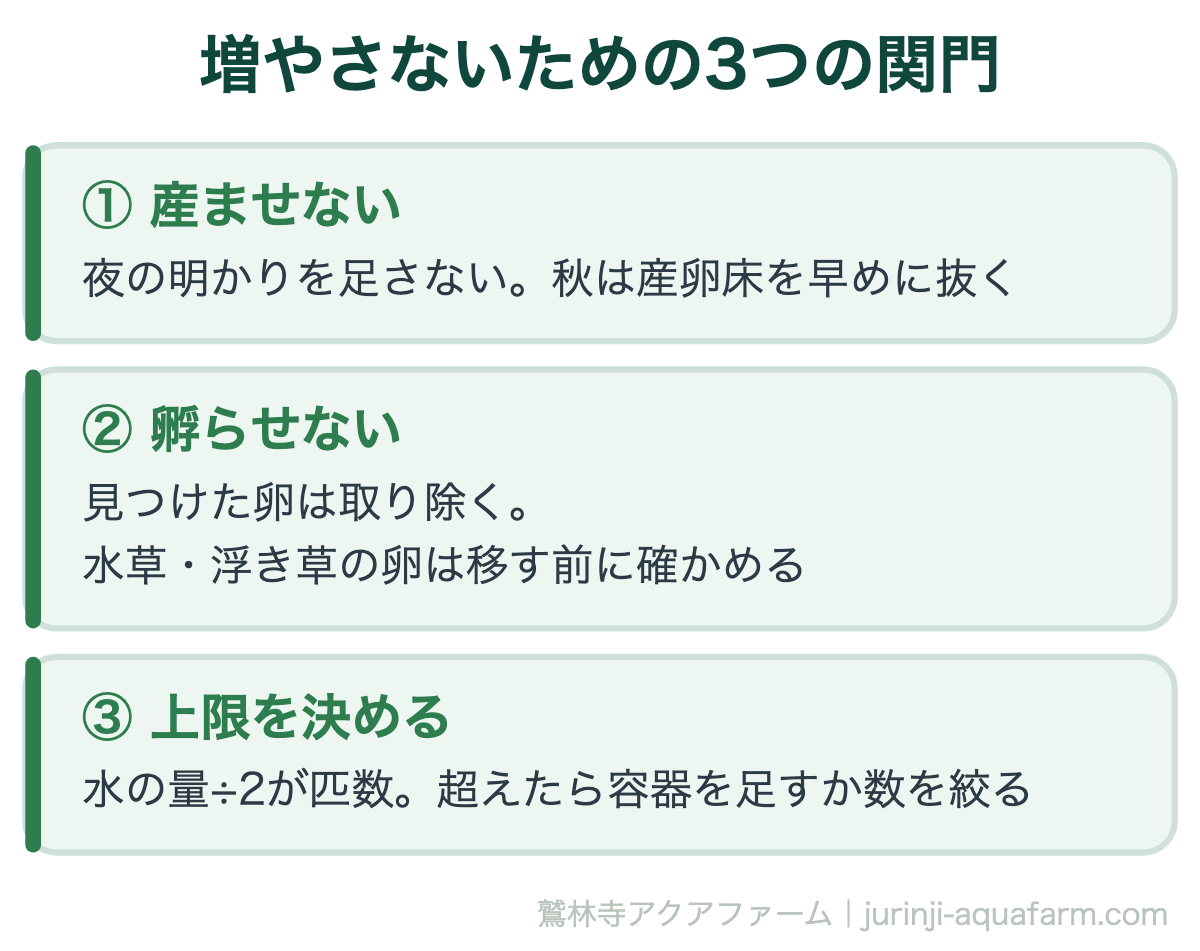 メダカの増えすぎを止める3つの関門。1産ませない、夜の明かりを足さず秋は産卵床を早めに抜く。2孵らせない、見つけた卵を取り除く。3上限を決める、水の量を2で割った匹数。
