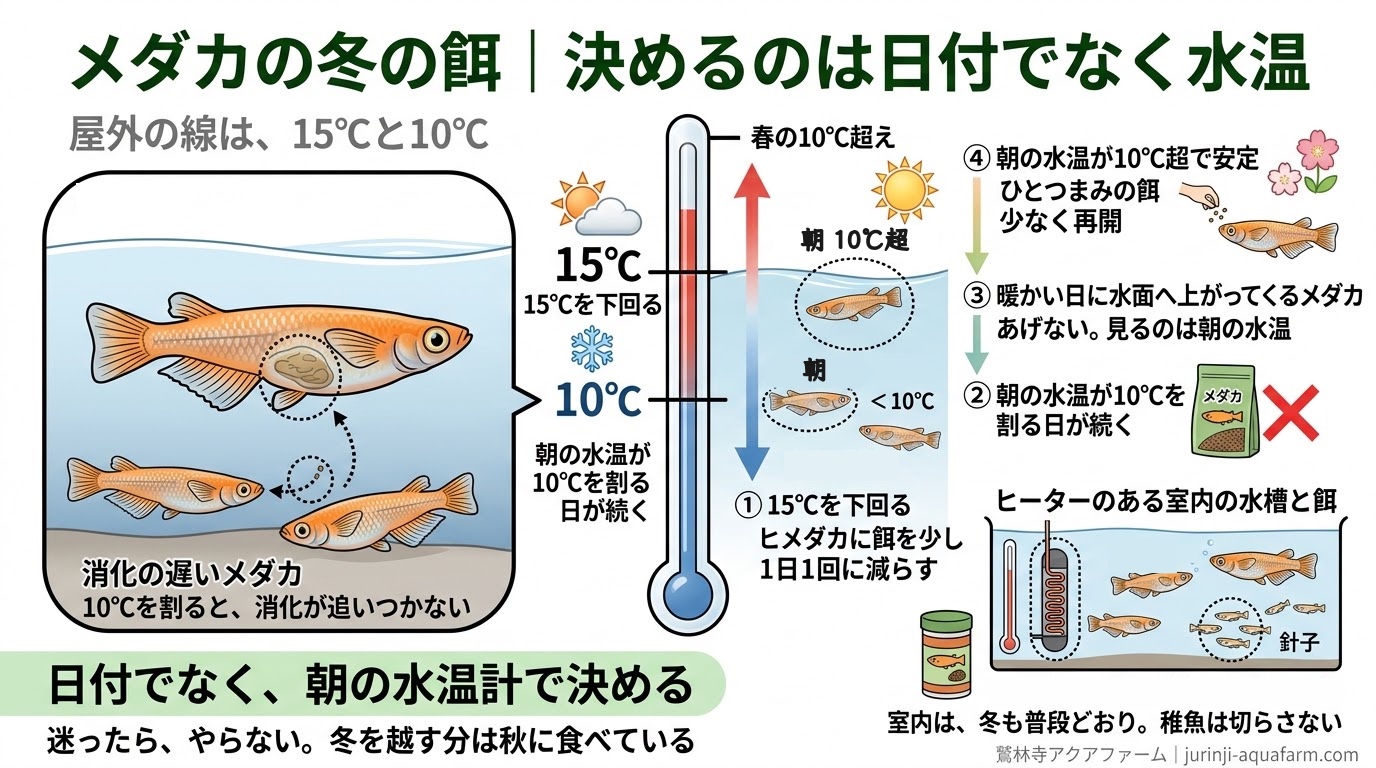 メダカの冬の餌を水温で決める精密図解。朝の水温が10℃を超えたら少量から始める