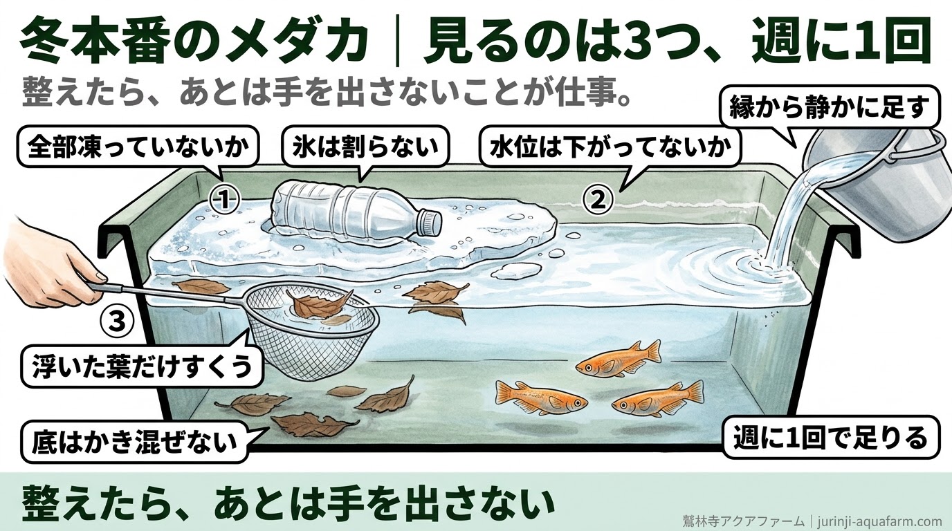 冬本番のメダカの容器で週に1回見る3つの精密図。全部凍っていないか（氷は割らずお湯のペットボトルで溶かす）、水位は下がっていないか（縁から静かに足す）、落ち葉（浮いた葉だけすくい底はかき混ぜない）
