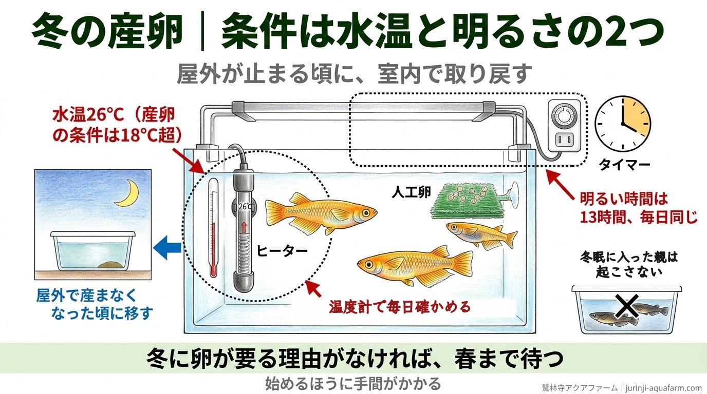 メダカの冬の産卵を始める時期と、冬眠に入った親は起こさないことを整理した精密図解