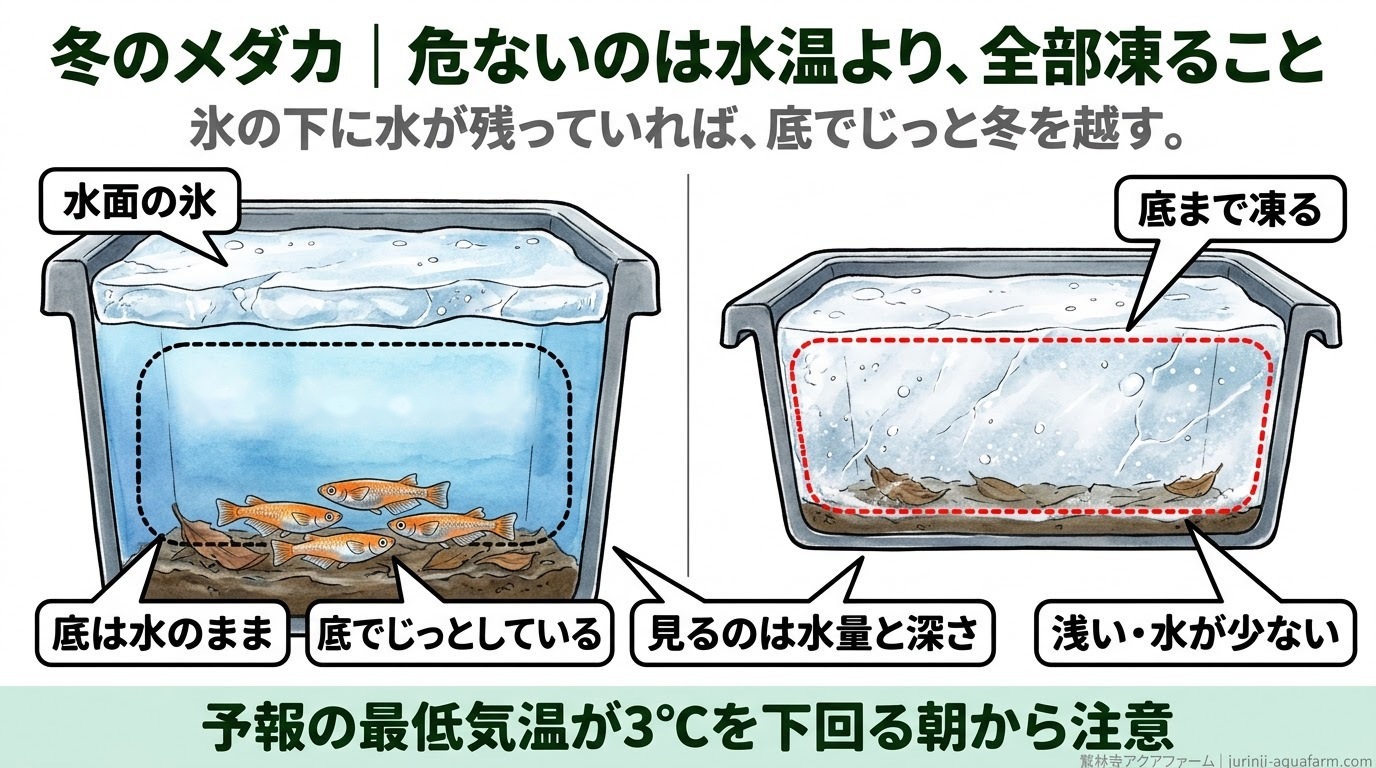 冬のメダカの容器の断面図。深く水の多い容器は水面に氷が張っても底は水のままでメダカがじっとしている。浅く水の少ない容器は底まで凍る。見るのは水量と深さ