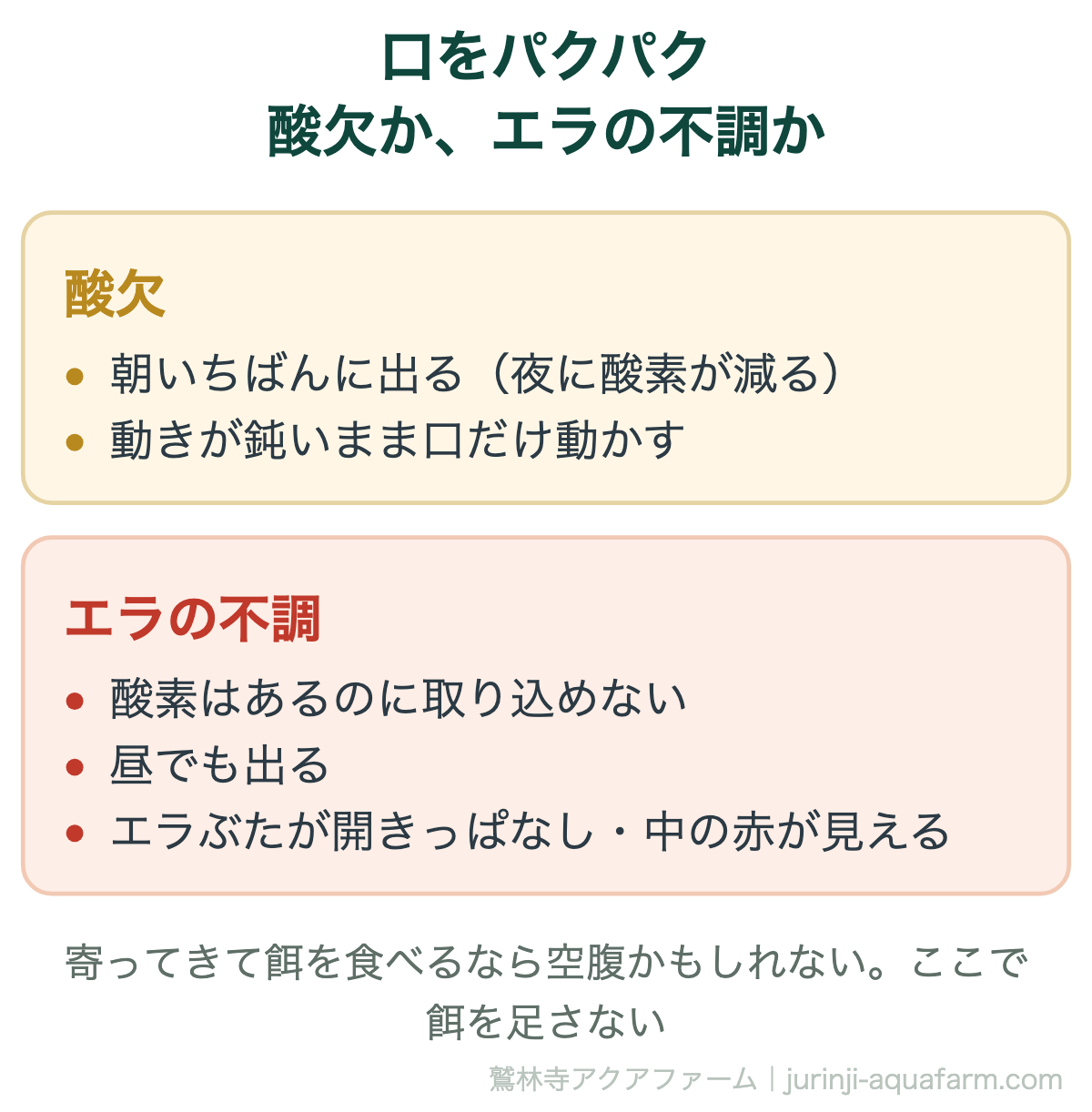 メダカが水面で口をパクパクしているときは酸欠かエラの不調。酸欠は朝いちばんに出て動きが鈍いまま口だけ動かす。エラの不調は酸素があっても取り込めず昼でも出て、エラぶたが開きっぱなしで中の赤が見える。餌は足さない