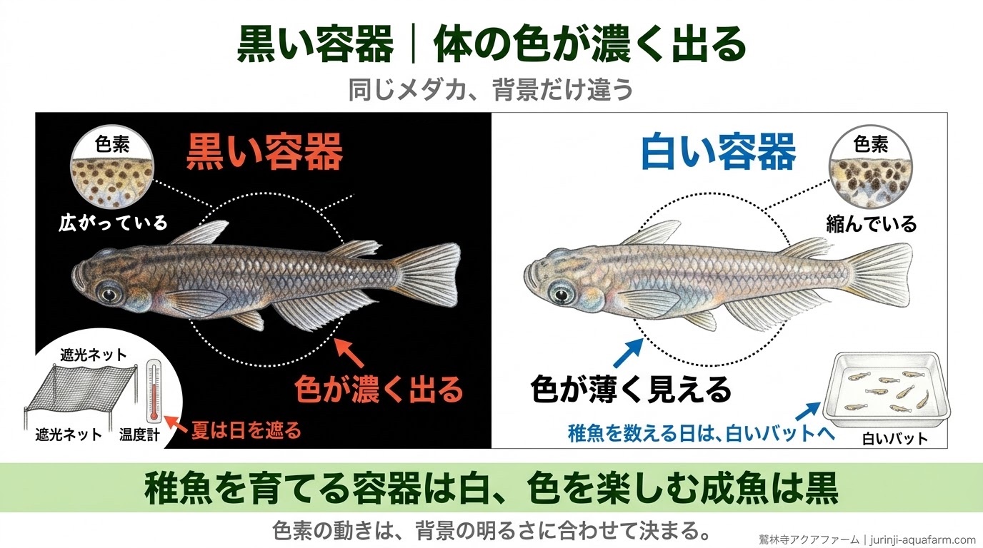 メダカの体色が背景の色に合わせて変わる仕組みを、黒い容器と白い容器で比べた精密図解