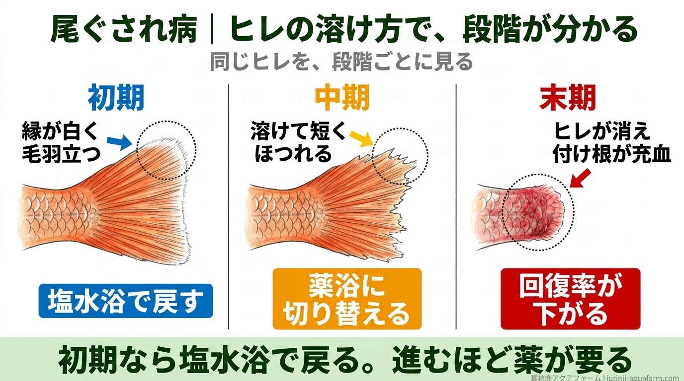 メダカの尾ぐされ病で、ヒレが初期・中期・末期と進む姿と、それぞれの手当てを比べた精密図解