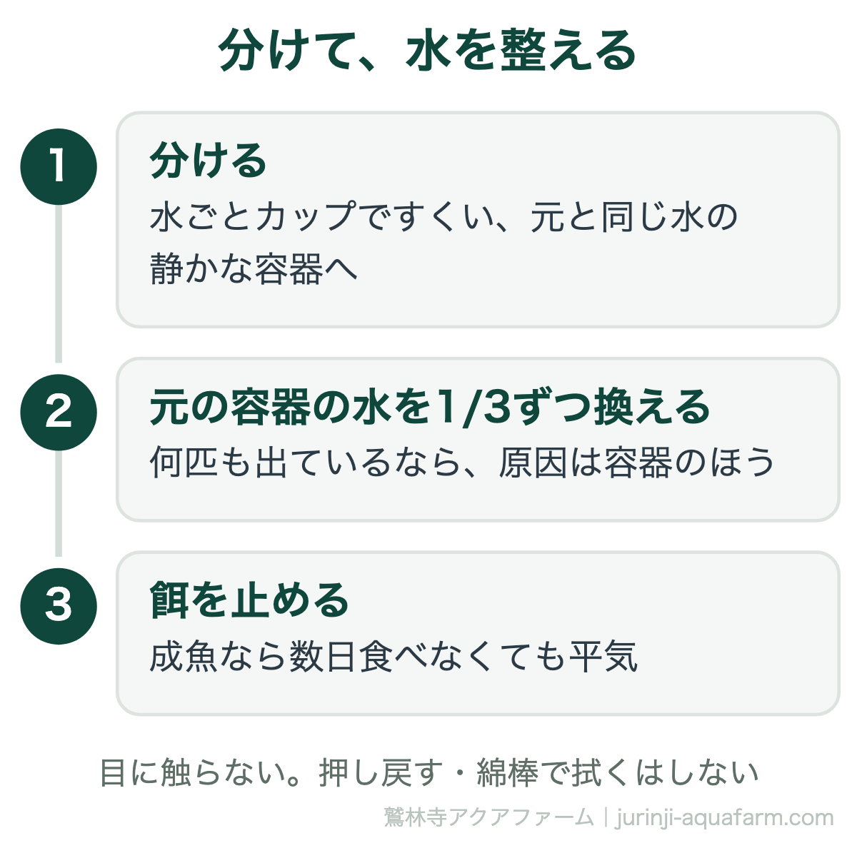 メダカのポップアイでやること。水ごとカップですくって元と同じ水の静かな容器に分け、元の容器の水を1/3ずつ換え、餌を止める。目を押し戻したり綿棒で拭いたりしない