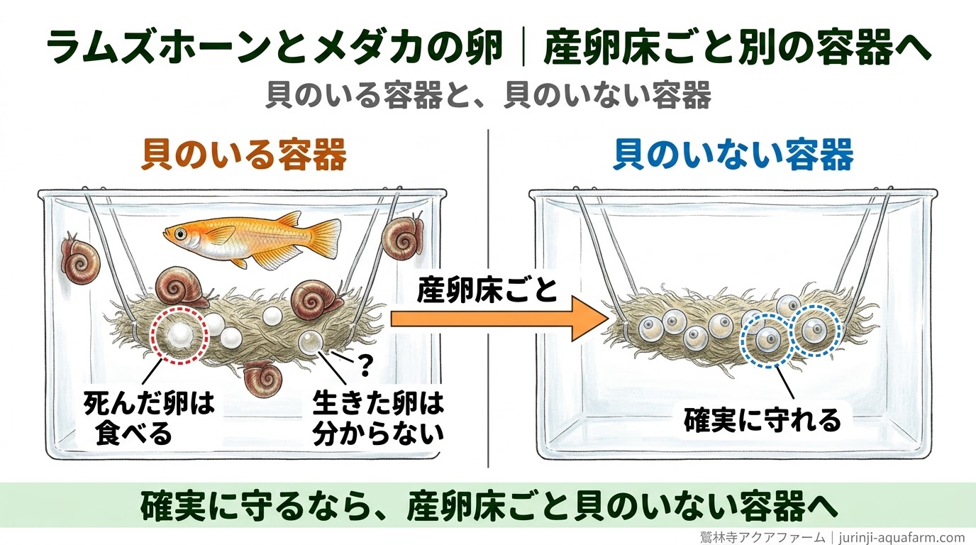 ラムズホーンのいる容器と、いない容器で比べ、メダカの卵を産卵床ごと貝のいない容器へ移して守る方法を示した精密図解