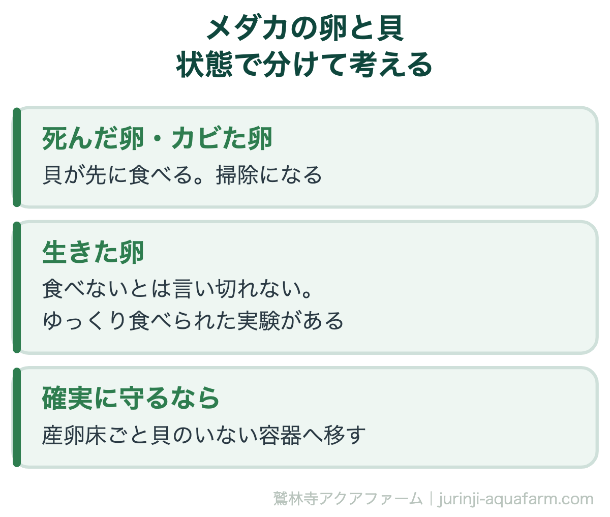 メダカの卵とラムズホーンの関係を卵の状態で分けた図。死んだ卵とカビた卵は貝が先に食べて掃除になる。生きた卵は食べないとは言い切れず、ゆっくり食べられた実験がある。確実に守るなら産卵床ごと貝のいない容器へ移す。