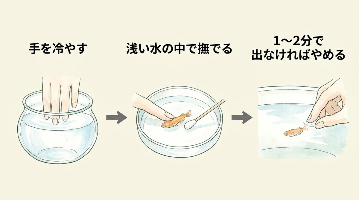 メダカの搾卵の手順。手を冷やし、浅い水の中で綿棒か指の腹で撫で、1〜2分で出なければやめる