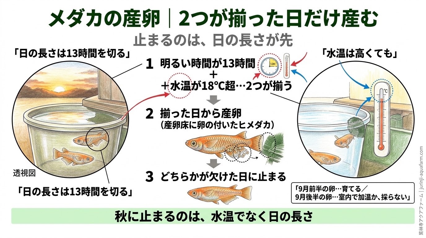 メダカの産卵が日の長さ13時間と水温18℃超の2つが揃った日だけ起きることを整理した精密図解