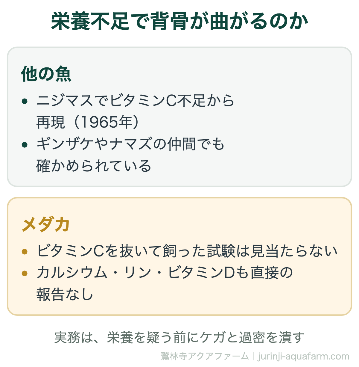 栄養不足で背骨が曲がるのか。他の魚ではニジマスでビタミンC不足から再現され、ギンザケやナマズの仲間でも確かめられている。メダカではビタミンCを抜いた試験は見当たらず、カルシウム・リン・ビタミンDも直接の報告がない