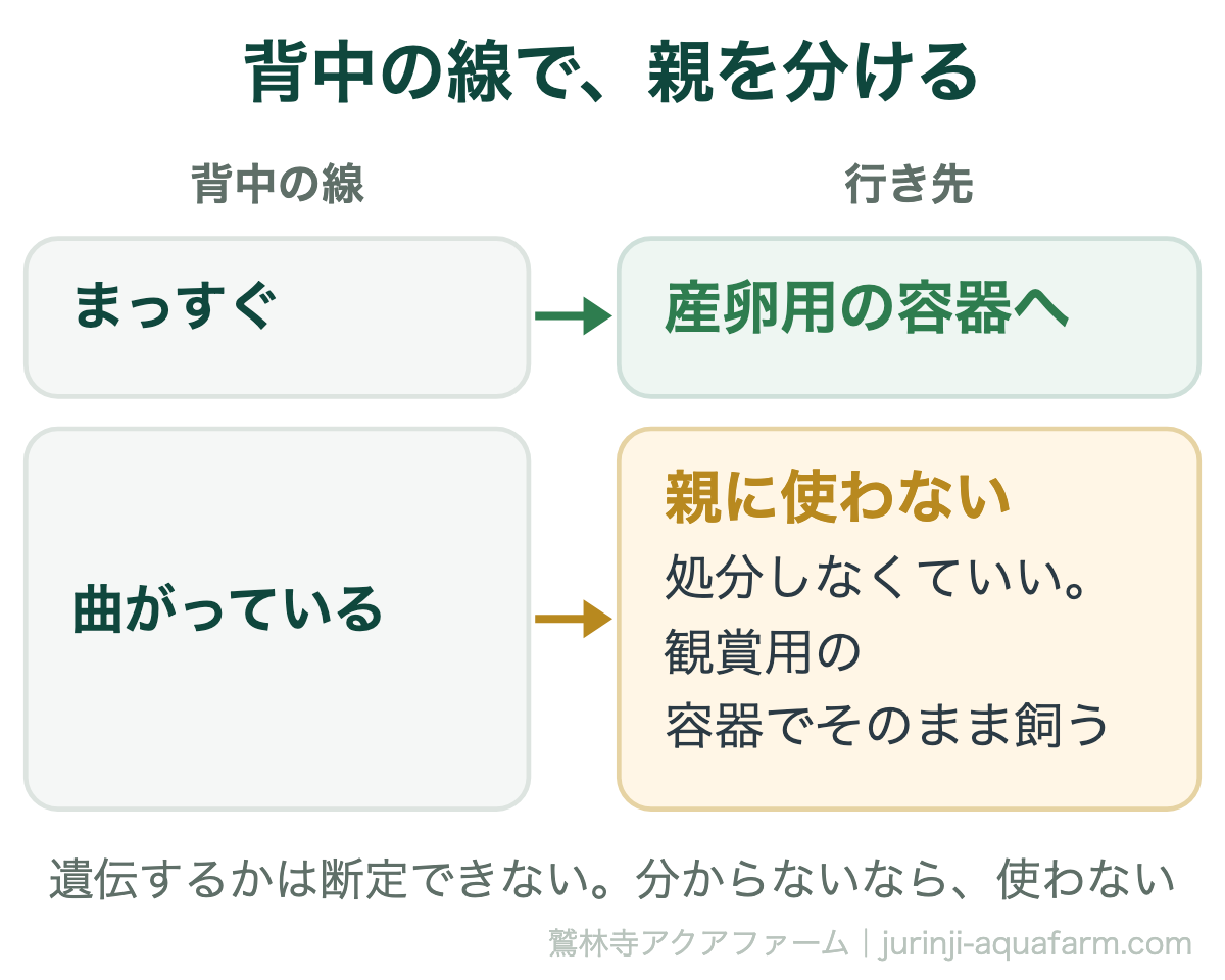 背曲がりのメダカを繁殖に使うか。背中の線がまっすぐな個体だけ産卵用の容器へ移す。曲がっている個体は遺伝するか分からないので親に使わないが、処分しなくてよく観賞用の容器でそのまま飼える