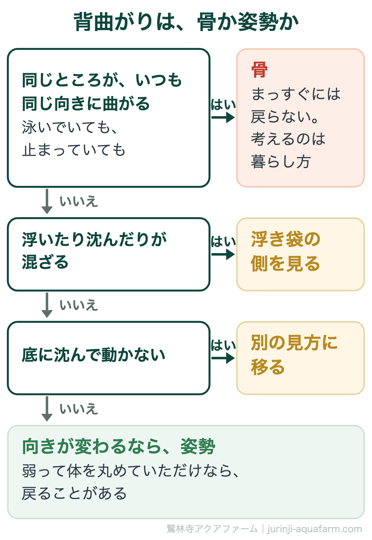 メダカの背曲がりが骨か姿勢かの見分け方。泳いでも止まっても同じところが同じ向きに曲がったままなら骨で、まっすぐには戻らない。浮き沈みが混ざるなら浮き袋の側、底に沈んで動かないなら別の見方へ。曲がる向きが変わるなら姿勢で、戻ることがある