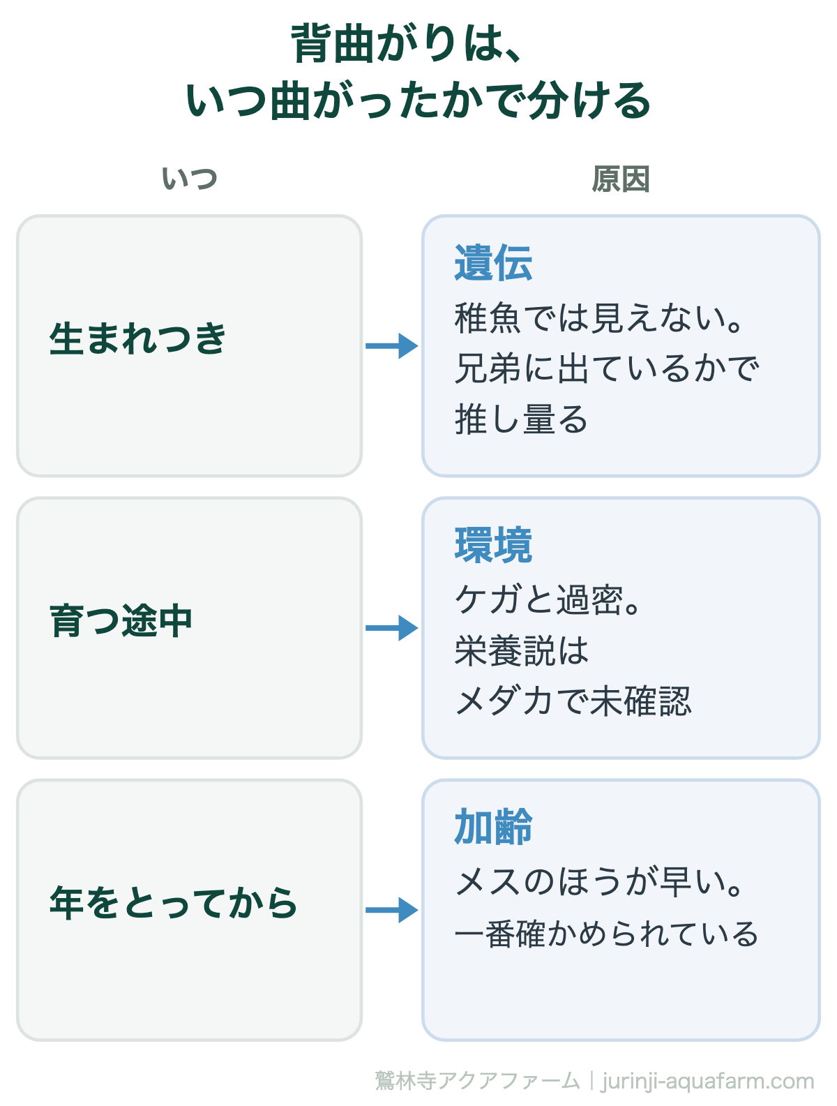 メダカの背曲がりをいつ曲がったかで分ける図。生まれつきなら遺伝で稚魚では見えず兄弟に出ているかで推し量る。育つ途中なら環境でケガと過密が原因、栄養説はメダカでは未確認。年をとってからなら加齢でメスのほうが早い
