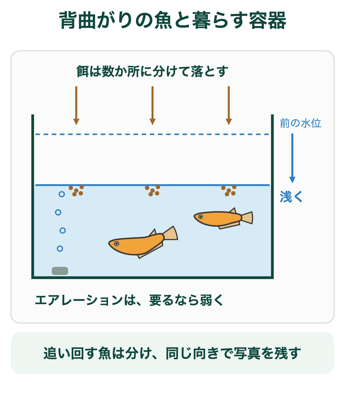 背曲がりのメダカと暮らす容器の工夫。餌は数か所に分けて落とし、水位を下げて浅くし、エアレーションは要るなら弱くする。追い回す魚は分け、同じ向きで写真を残して曲がりが進むか比べる