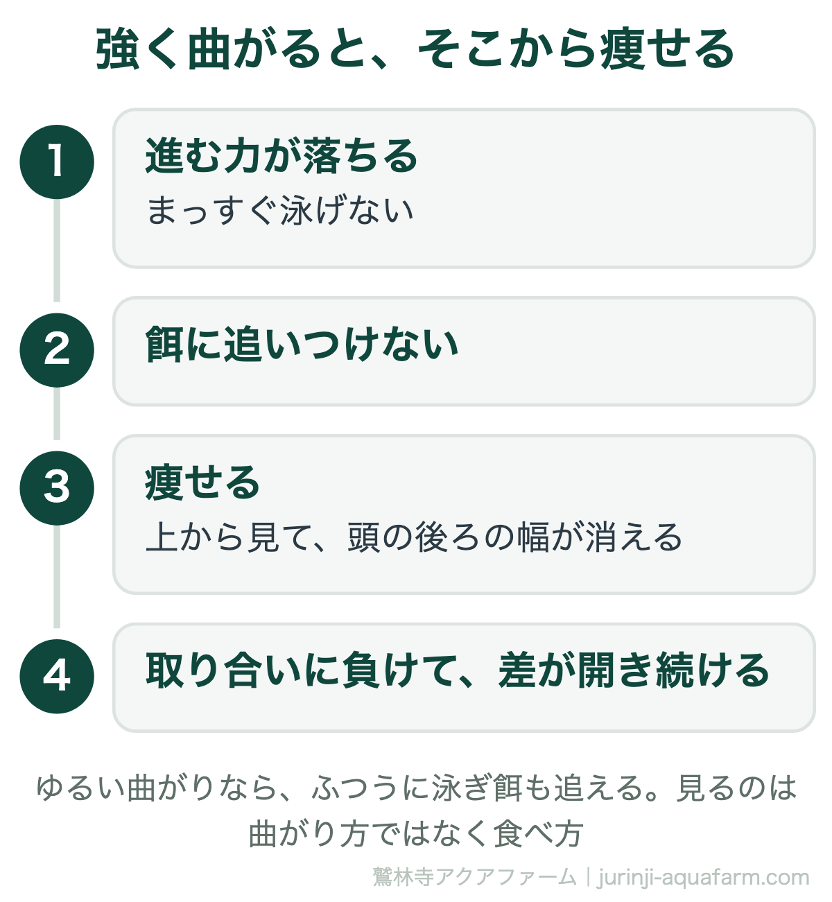 メダカの背曲がりが強いと進む力が落ちて餌に追いつけず、痩せて頭の後ろの幅が消え、餌の取り合いに負けて差が開き続ける。ゆるい曲がりならふつうに泳げる。見るのは曲がり方ではなく食べ方