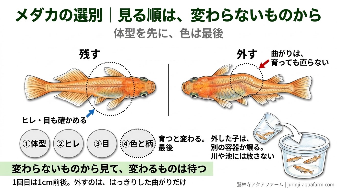 メダカの選別で見る順番（体型→ヒレ→目→色と柄）を整理した精密図解