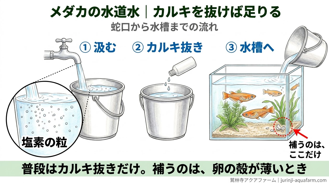 蛇口の水からカルキを抜いて水槽へ入れる流れと、補うのは繁殖期の卵の殻が薄いときだけであることを示した精密図解