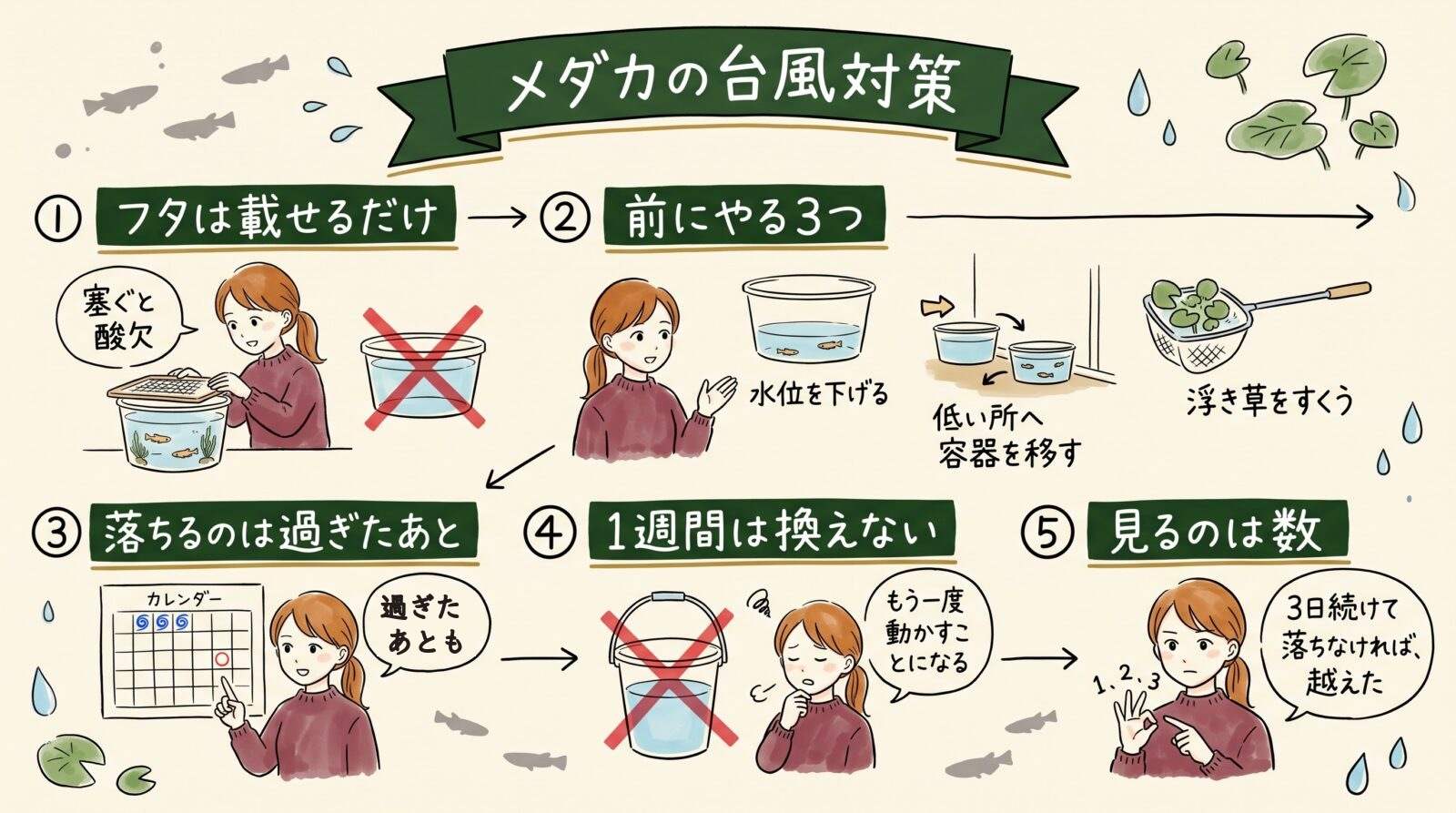 メダカの台風対策をまとめた図。フタは載せるだけ、前にやる3つ、落ちるのは過ぎたあとも、落ちていなければ1週間は換えない、見るのは数の5つ
