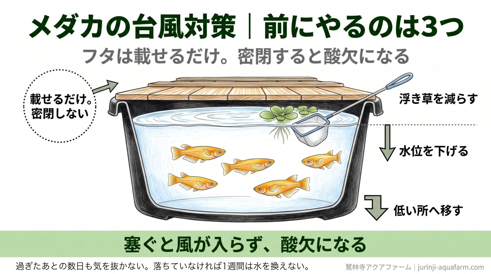 メダカの台風対策で前にやる3つを容器の断面に示した図。フタは載せるだけで密閉しない、水位を下げる、浮き草を減らす、低い所へ移す