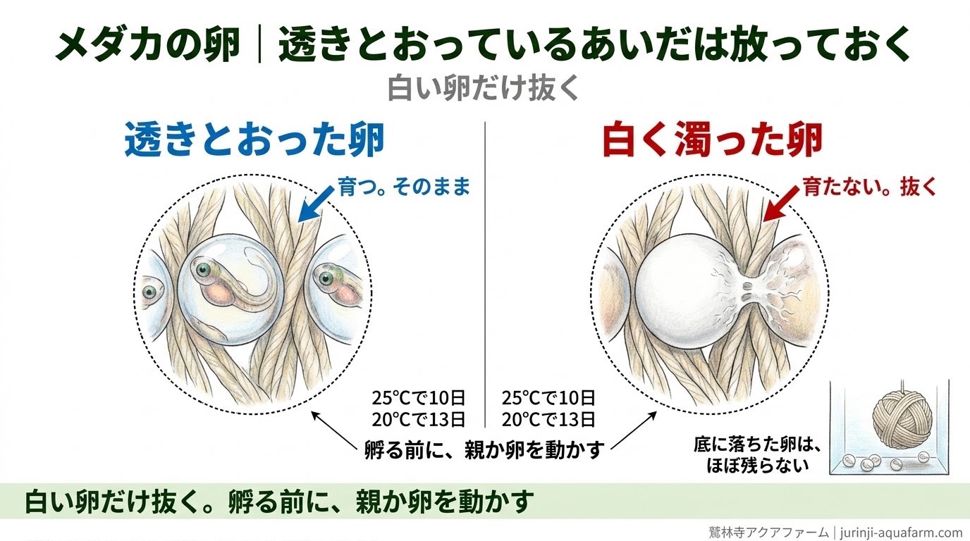 メダカの透きとおった卵と白く濁った卵を比べ、白い卵だけ抜くことを示した精密図解