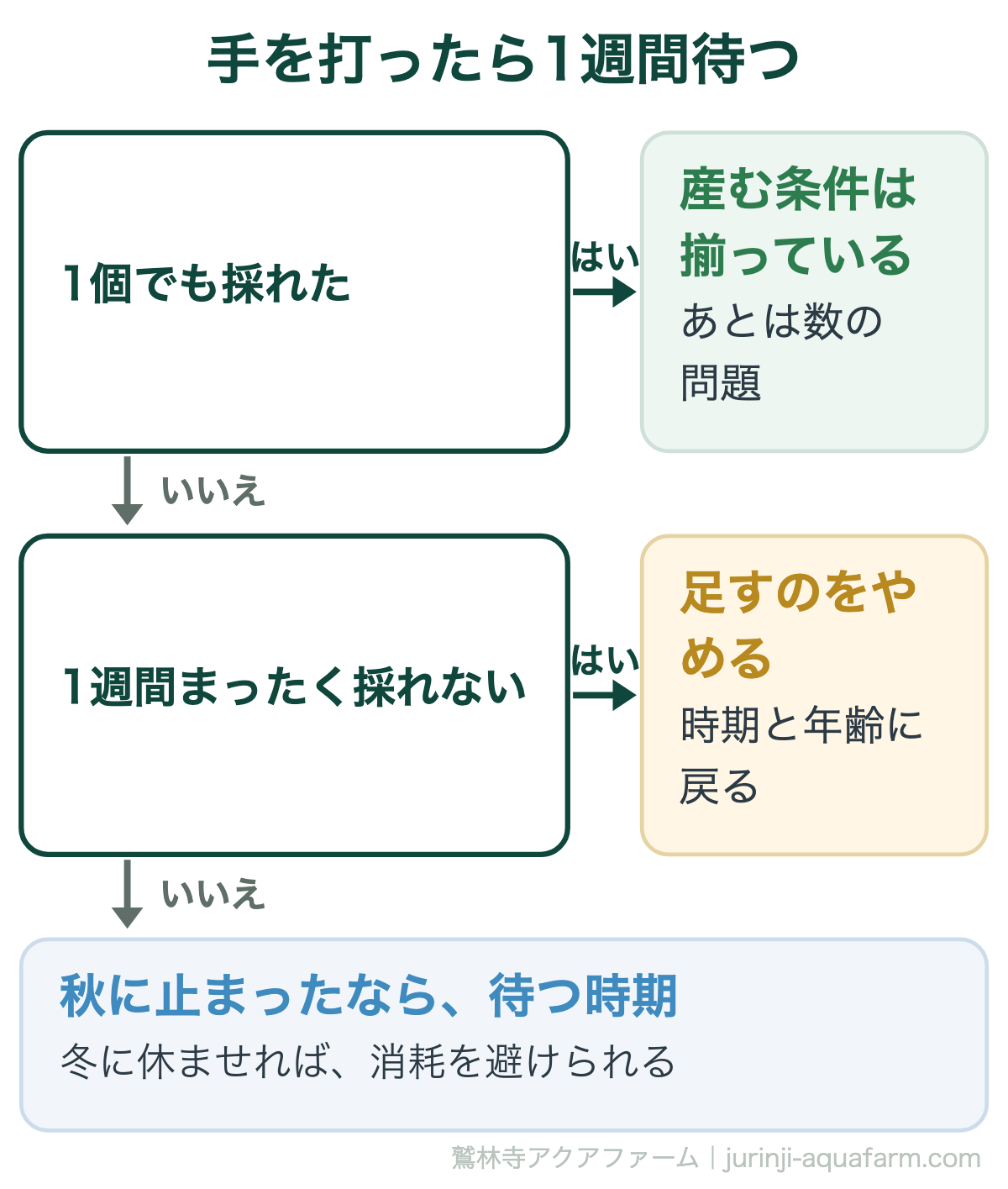 メダカが産まないとき手を打ったら1週間待つ。1個でも採れたら産む条件は揃っている。1週間まったく採れないなら足すのをやめて時期と年齢に戻る。秋に止まったなら待つ時期で、冬に休ませれば産み続けて消耗するのを避けられる