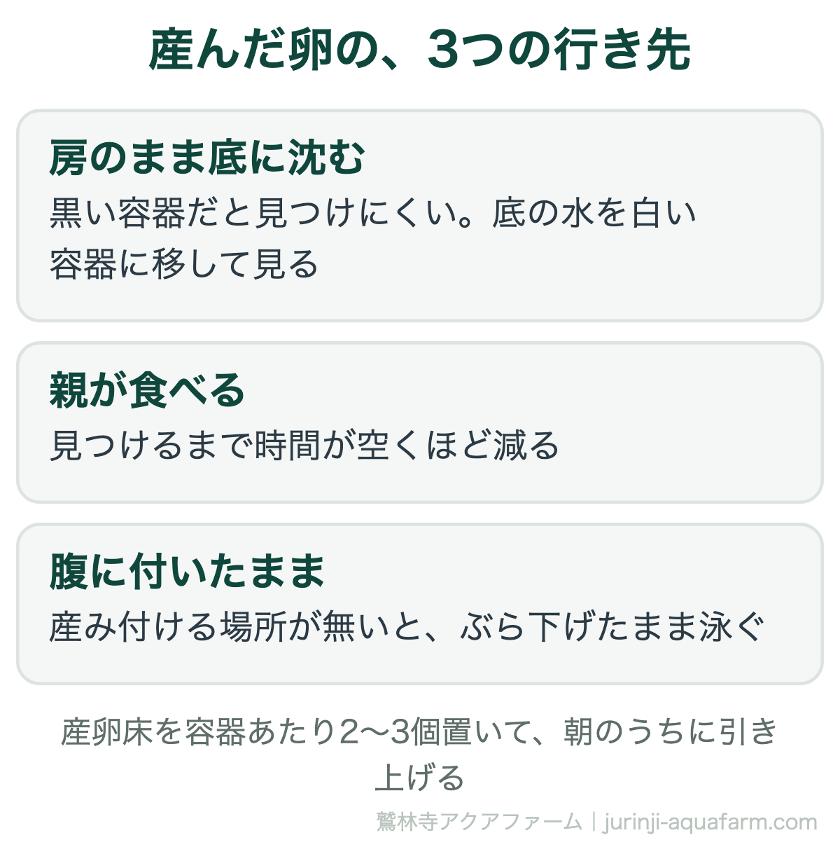 メダカが産んでいるのに卵が見つからないときの3つの行き先。房のまま底に沈む(黒い容器では見つけにくい)、親が食べる、産み付ける場所が無く腹に付いたまま。産卵床を容器あたり2〜3個置いて朝のうちに引き上げる