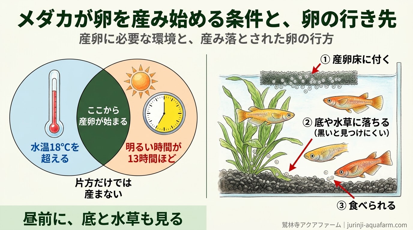 メダカが産卵を始める条件を示した精密図解。水温18℃を超え、明るい時間が13時間ほどになった日から始まり、産んだ卵は産卵床に付くか、底や水草に落ちるか、食べられる