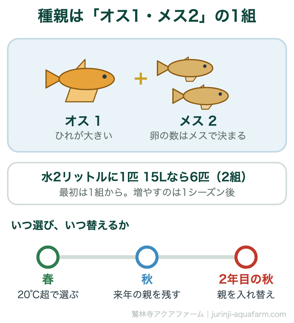 メダカの種親は、オス1匹とメス2匹を1組にして、水2リットルに1匹で数える。春に選び、秋に来年の親を残し、2年目の秋に入れ替える。