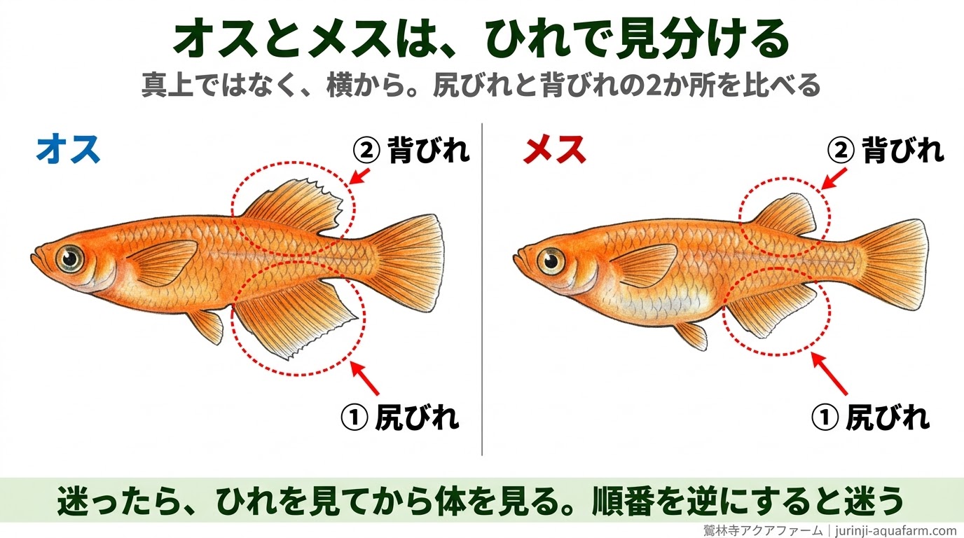 メダカのオスとメスを横から見て、尻びれと背びれの2か所で見分けることを示した精密図解。オスは尻びれが大きく平行四辺形で背びれに切れ込みがあり、メスは尻びれが小さい三角形