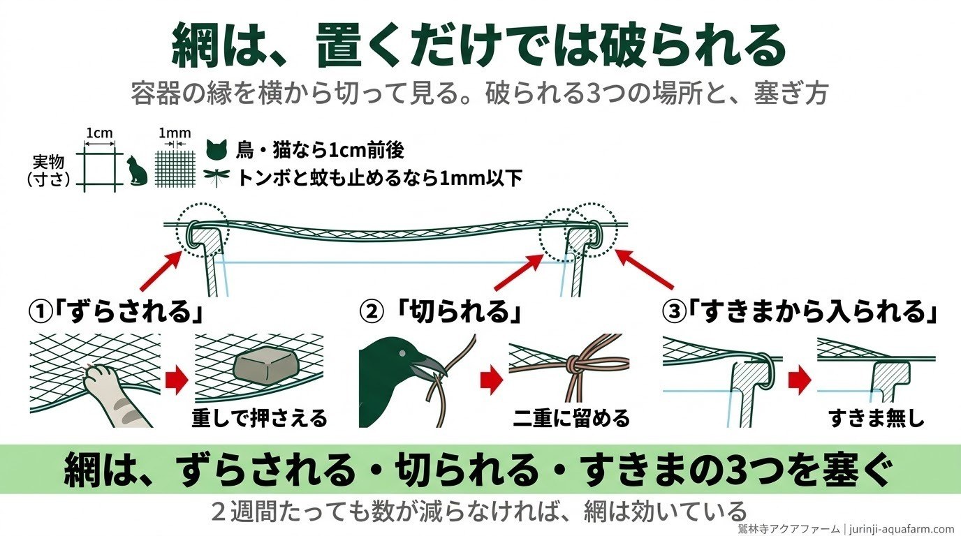 メダカの容器の縁を横から見た断面の精密図解。網が破られる3つの場所（ずらされる・切られる・すきまから入られる）と、重し・二重に留める・すきま無しの塞ぎ方