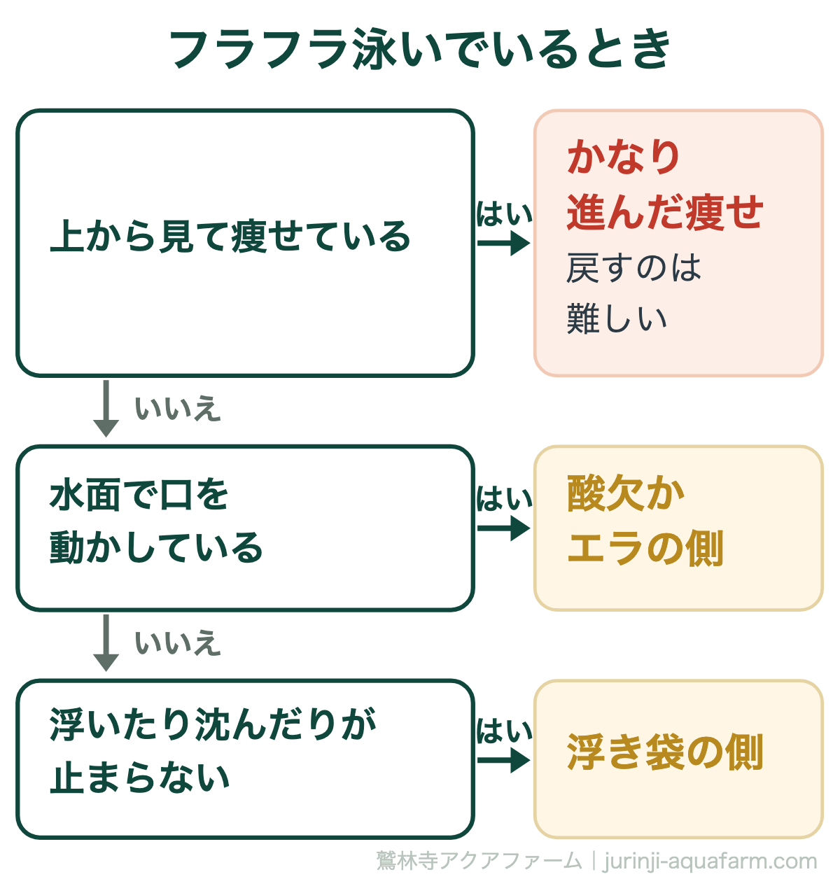 メダカがフラフラ泳いでいるときの見分け。上から見て痩せているなら痩せがかなり進んでいる、水面で口を動かしているなら酸欠かエラ、浮いたり沈んだりが止まらないなら浮き袋の側