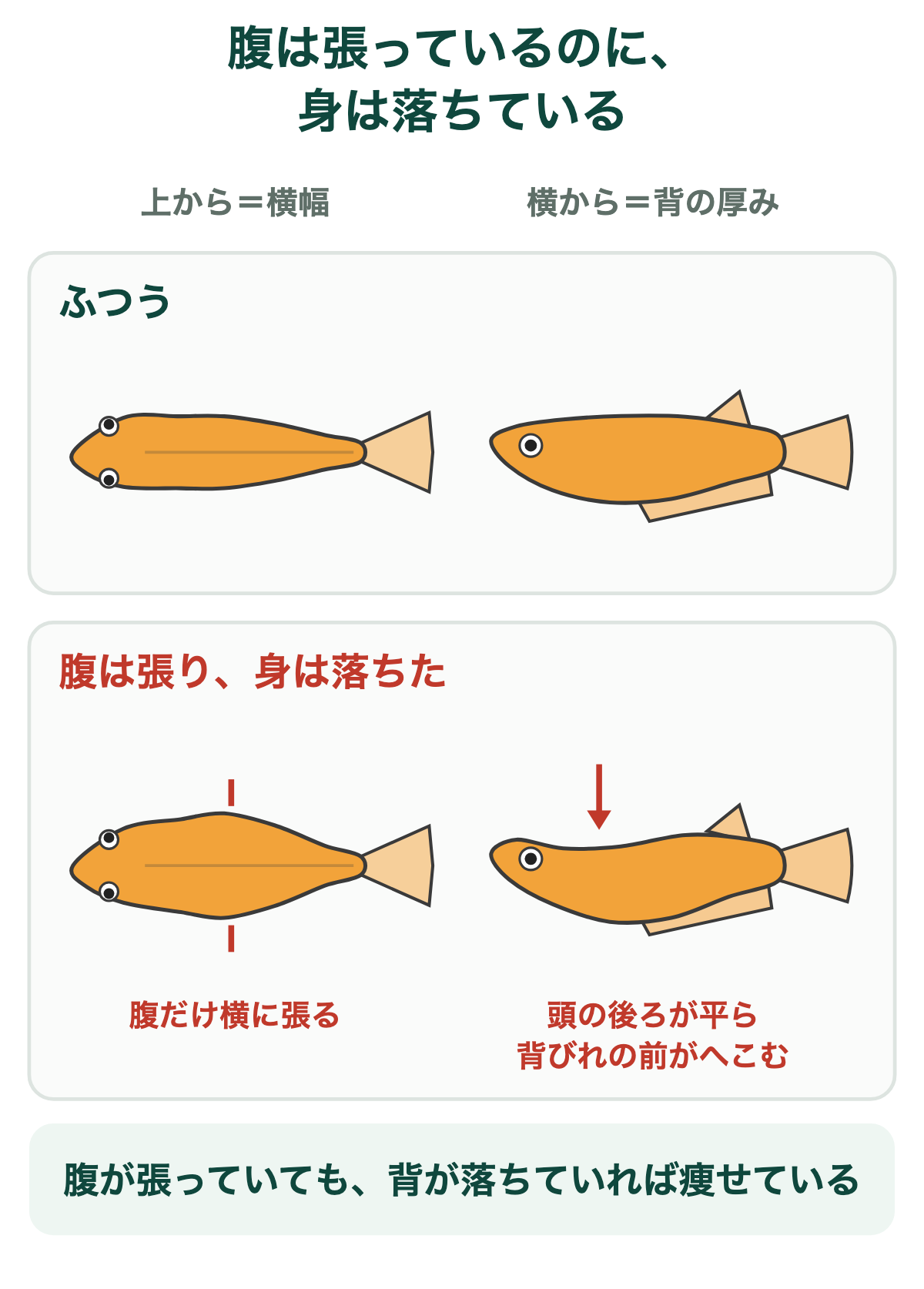 メダカのお腹は膨らんでいるのに身は落ちている状態を、上からと横から比べた図。上から見る横幅では腹が張っているが、横から見る背の厚みでは頭の後ろが平らになり背びれの前がへこむ。腹が張っていても背が落ちていれば痩せている